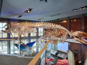 New Bedford Whaling Museum